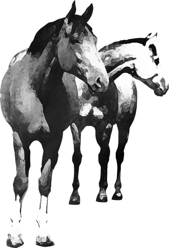 Centre équestre Association Equiloisirs, Rouffignac-Saint-Cernin-de-Reilhac — deux chevaux